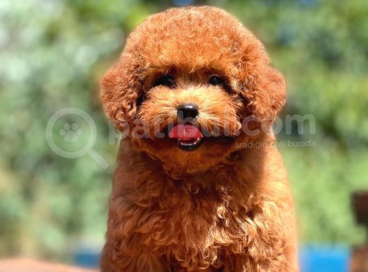 Muhteşem Güzellike Toy Poodle Bebeklerimiz görsel
