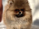 Ayicik Surat Pomeranian Bebeklerimiz