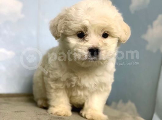 En Güzel Maltese Yavrulari görsel