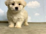 En Güzel Maltese Yavrulari