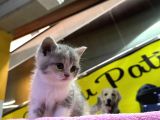 Eşi Benzeri Ülkede Yok British Shorthair