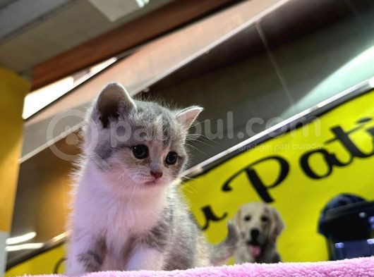 eşi benzeri ülkede yok british shorthair