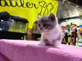 Eşi Benzeri Ülkede Yok British Shorthair