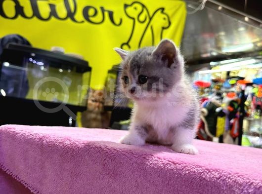 Eşi Benzeri Ülkede Yok British Shorthair görsel