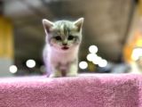 Eşi Benzeri Ülkede Yok British Shorthair