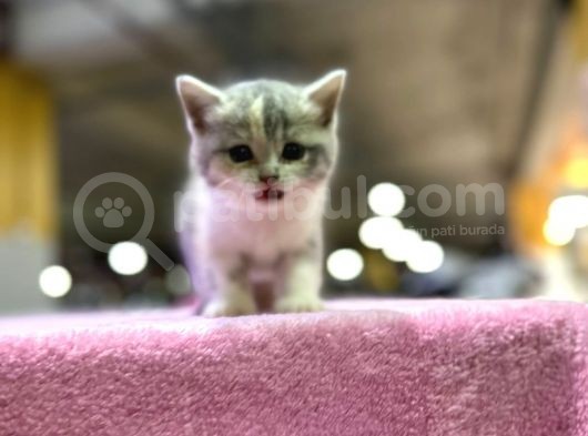 Eşi Benzeri Ülkede Yok British Shorthair görsel