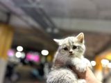 Eşi Benzeri Ülkede Yok British Shorthair