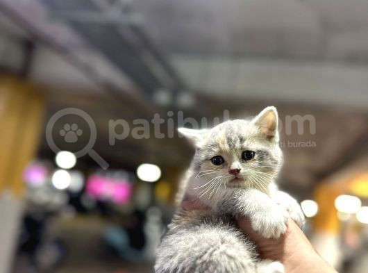 Eşi Benzeri Ülkede Yok British Shorthair görsel