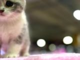 Eşi Benzeri Ülkede Yok British Shorthair