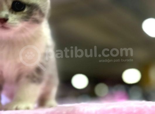 Eşi Benzeri Ülkede Yok British Shorthair görsel