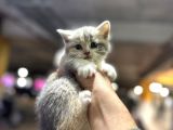 Eşi Benzeri Ülkede Yok British Shorthair