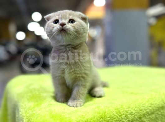 Ender Bulunan Renkte Sıfır Kulak Lilac Yavrumuz görsel