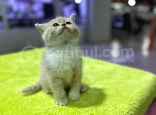 show kalitede british lilac yavrusu