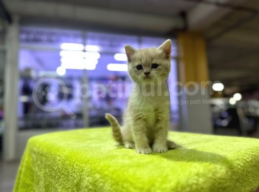Show Kalitede British Lilac Yavrusu görsel