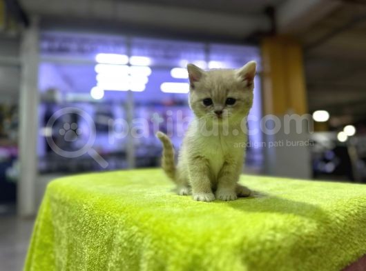 Show Kalitede British Lilac Yavrusu görsel