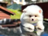 Show Kali̇te Teddy Face Pomerani̇an Boo Yavrusu