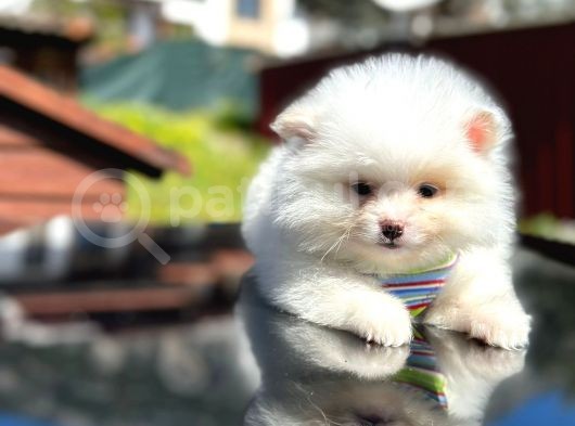 SHOW KALİTE Teddy Face PoMERANİAN BOO YAVRUSU