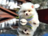 Show Kali̇te Teddy Face Pomerani̇an Boo Yavrusu