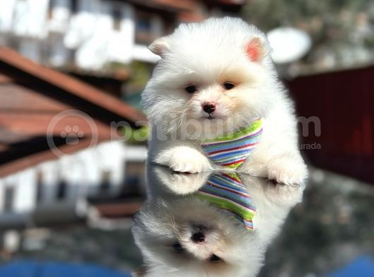 Show Kali̇te Teddy Face Pomerani̇an Boo Yavrusu görsel