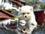Show Kali̇te Teddy Face Pomerani̇an Boo Yavrusu