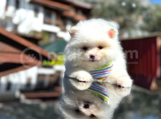 Show Kali̇te Teddy Face Pomerani̇an Boo Yavrusu görsel