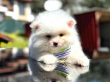 Show Kali̇te Teddy Face Pomerani̇an Boo Yavrusu