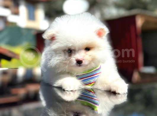 Show Kali̇te Teddy Face Pomerani̇an Boo Yavrusu görsel