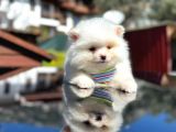Show Kali̇te Teddy Face Pomerani̇an Boo Yavrusu