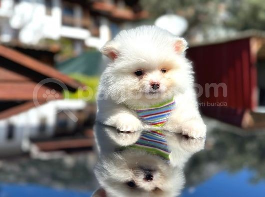 Show Kali̇te Teddy Face Pomerani̇an Boo Yavrusu görsel