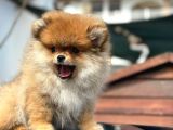Ayı Surat Pomeranian Boo