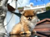 Ayı Surat Pomeranian Boo