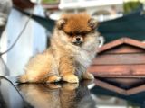 Ayı Surat Pomeranian Boo