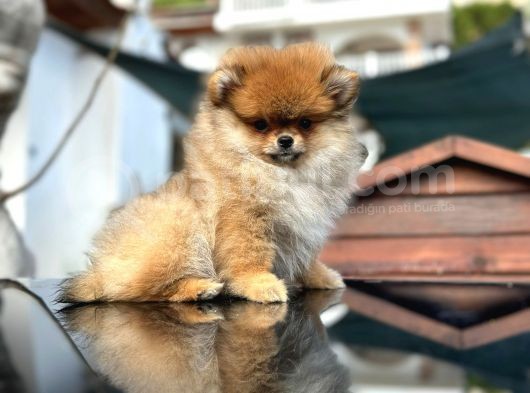 Ayı Surat Pomeranian Boo görsel