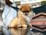 Ayı Surat Pomeranian Boo