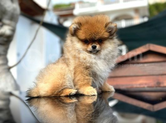 Ayı Surat Pomeranian Boo görsel
