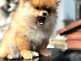 Ayı Surat Pomeranian Boo