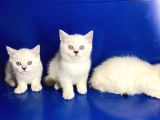 Erkek Dişi british shorthair yavrular