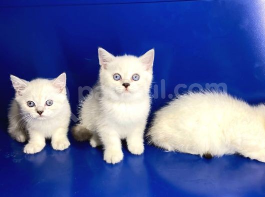 Erkek Dişi british shorthair yavrular
