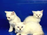 Erkek Dişi British Shorthair Yavrular