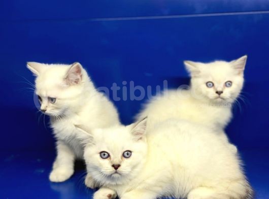 Erkek Dişi British Shorthair Yavrular görsel