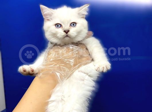 Erkek Dişi British Shorthair Yavrular görsel