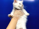 Erkek Dişi British Shorthair Yavrular
