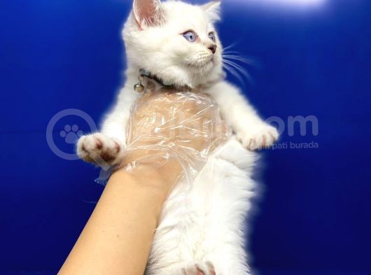 Erkek Dişi British Shorthair Yavrular görsel