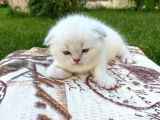 Erkek Diş Show Kalite Sıfır Kulak Yavrular