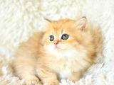 Tr'Nin En Değerli Yavrusu Ny11 British Longhair