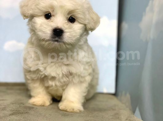 En Güzel Maltese Yavrulari