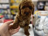 Red Brown Toy Poodle Yavrumuz