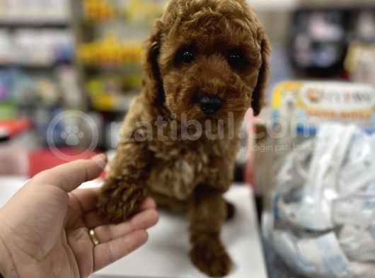 Red Brown Toy Poodle Yavrumuz görsel