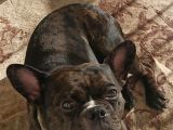 2 Yas French Bulldog Oğlumuza Eş Arıyoruz