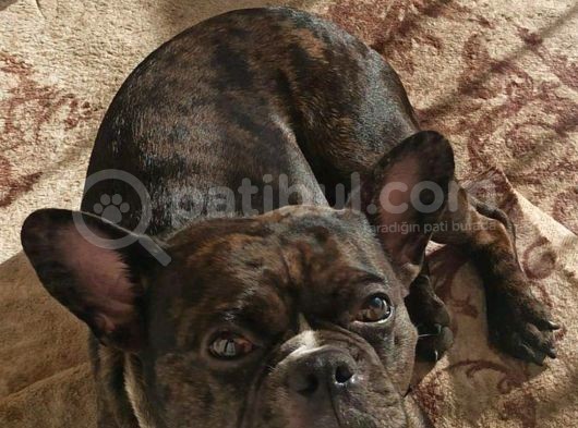 2 Yas French Bulldog Oğlumuza Eş Arıyoruz görsel